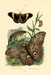 Morpho, 1833-39